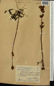 Pedicularis sceptrum-carolinum L., Siberia, Chukotka & Kamchatka (S7) (Russia)