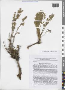 Artemisia ledebouriana Besser, Siberia, Baikal & Transbaikal region (S4) (Russia)