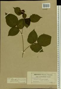 Rubus nessensis Hall, Eastern Europe, Moscow region (E4a) (Russia)