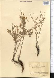 Atraphaxis frutescens (L.) Eversm., Middle Asia, Northern & Central Kazakhstan (M10) (Kazakhstan)