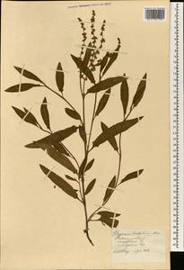 Knorringia sibirica (Laxm.) Tzvelev, Botanic gardens and arboreta (GARD) (Russia)