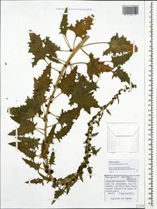 Blitum virgatum subsp. virgatum, Caucasus, Stavropol Krai, Karachay-Cherkessia & Kabardino-Balkaria (K1b) (Russia)