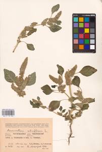 Amaranthus retroflexus L., Eastern Europe, Lower Volga region (E9) (Russia)