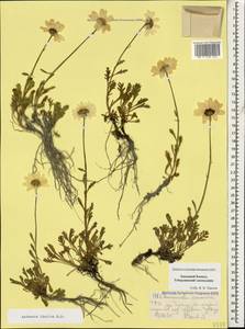 Anthemis cretica subsp. iberica (M. Bieb.) Grierson, Caucasus, Stavropol Krai, Karachay-Cherkessia & Kabardino-Balkaria (K1b) (Russia)