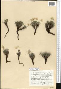 Paraquilegia caespitosa (Boiss. & Hohen.) Drumm. & Hutch., Middle Asia, Western Tian Shan & Karatau (M3) (Kazakhstan)