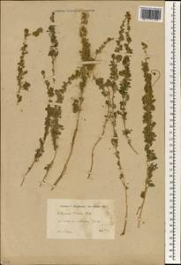 Artemisia persica Boiss., South Asia, South Asia (Asia outside ex-Soviet states and Mongolia) (ASIA) (Iran)