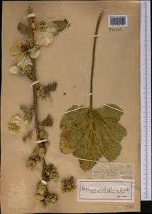 Alcea nudiflora (Lindl.) Boiss., Middle Asia, Dzungarian Alatau & Tarbagatai (M5) (Kazakhstan)