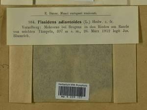 Fissidens adianthoides Hedw., Bryophytes, Bryophytes - Western Europe (BEu) (Austria)