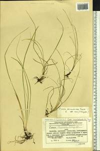 Carex caryophyllea var. microtricha (Franch.) Kük., Siberia, Chukotka & Kamchatka (S7) (Russia)