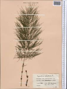 Equisetum sylvaticum L., Middle Asia, Northern & Central Kazakhstan (M10) (Kazakhstan)