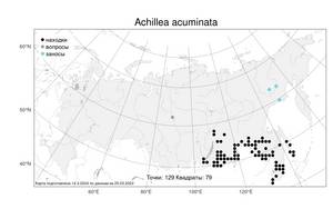 Achillea acuminata (Ledeb.) Sch. Bip., Atlas of the Russian Flora (FLORUS) (Russia)