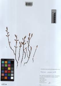 KUZ 003 539, Salicornia europaea L., Siberia, Altai & Sayany Mountains (S2) (Russia)