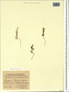 Adonis flammea Jacq., Caucasus, Georgia (K4) (Georgia)