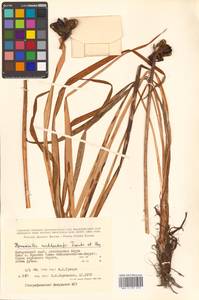 Hemerocallis middendorffii Trautv. & C.A.Mey., Siberia, Russian Far East (S6) (Russia)