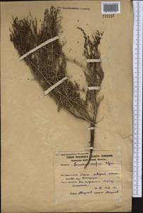 Suaeda confusa Iljin, Middle Asia, Northern & Central Kazakhstan (M10) (Kazakhstan)