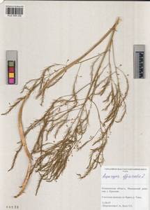 Asparagus officinalis L., Siberia, Altai & Sayany Mountains (S2) (Russia)