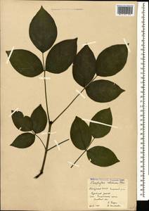 Staphylea colchica Stev., Caucasus, Abkhazia (K4a) (Abkhazia)