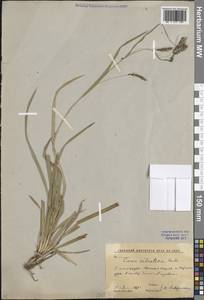Carex sylvatica Huds., Caucasus, South Ossetia (K4b) (South Ossetia)