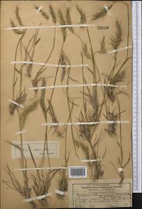 Elymus nutans Griseb., Middle Asia, Pamir & Pamiro-Alai (M2) (Tajikistan)