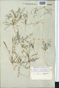 Astragalus campylorhynchus Fischer & C. A. Meyer, Middle Asia, Syr-Darian deserts & Kyzylkum (M7) (Uzbekistan)