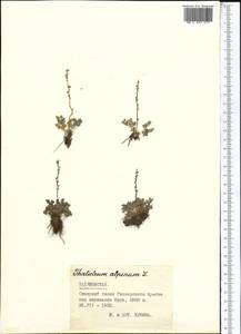 Thalictrum alpinum L., Middle Asia, Pamir & Pamiro-Alai (M2) (Tajikistan)