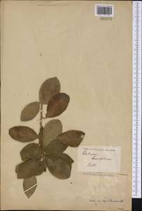 Cestrum macrophyllum Vent., America (AMER) (Not classified)