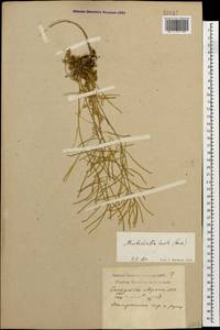 Murbeckiella huetii (Boiss.) Rothm., Caucasus, Krasnodar Krai & Adygea (K1a) (Russia)