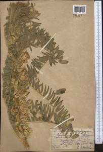 Astragalus sieversianus Pall., Middle Asia, Western Tian Shan & Karatau (M3) (Kazakhstan)