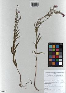 Lythrum virgatum L., Siberia, Altai & Sayany Mountains (S2) (Russia)