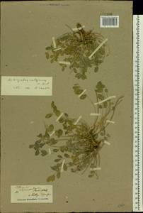 Astragalus calycinus Bieb., Eastern Europe, Lower Volga region (E9) (Russia)