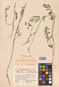 Dichoropetalum carvifolia (Vill.) Pimenov & Kljuykov, Eastern Europe, Moldova (E13a) (Moldova)