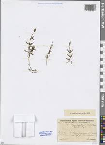 Cerastium arvense L., Middle Asia, Northern & Central Kazakhstan (M10) (Kazakhstan)