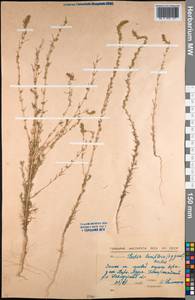 Bassia laniflora (S. G. Gmel.) A. J. Scott, Middle Asia, Northern & Central Kazakhstan (M10) (Kazakhstan)