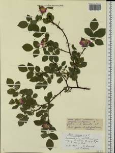 Rosa dumalis Bechst., Eastern Europe, Central forest-and-steppe region (E6) (Russia)