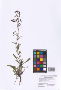 Campanula sibirica L., Eastern Europe, Eastern region (E10) (Russia)