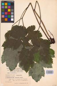 Actaea spicata L., Eastern Europe (no precise locality) (E0)
