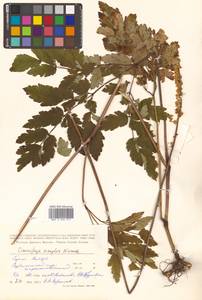 Actaea simplex (DC.) Wormsk. ex Fisch. & C. A. Mey., Siberia, Russian Far East (S6) (Russia)