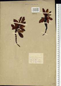 Rhododendron aureum Georgi, Siberia, Baikal & Transbaikal region (S4) (Russia)