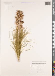 Asphodeline taurica (Pall. ex M.Bieb.) Endl., Caucasus, Black Sea Shore (from Novorossiysk to Adler) (K3) (Russia)