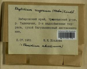 Abietinella abietina (Hedw.) M. Fleisch., Bryophytes, Bryophytes - Russian Far East (excl. Chukotka & Kamchatka) (B20) (Russia)