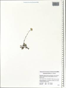Antennaria dioica (L.) Gaertn., Siberia, Baikal & Transbaikal region (S4) (Russia)
