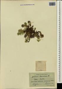 Cruciata taurica (Pall. ex Willd.) Ehrend., Crimea (KRYM) (Russia)
