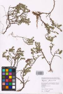 MHA 0 157 275, Thymus pallasianus Heinr.Braun, Eastern Europe, Lower Volga region (E9) (Russia)