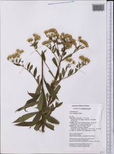 Doellingeria umbellata (Mill.) Nees, America (AMER) (United States)