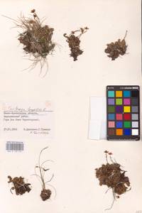 Saxifraga bryoides L., Eastern Europe, West Ukrainian region (E13) (Ukraine)