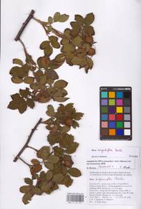 Rosa corymbifera Borkh., Eastern Europe, Central forest-and-steppe region (E6) (Russia)