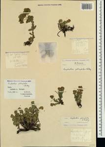 Euphorbia petrophila C.A.Mey., Crimea (KRYM) (Russia)