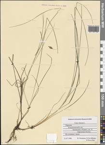 Carex limosa L., Eastern Europe, Northern region (E1) (Russia)