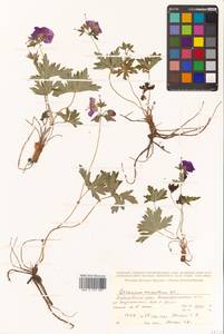 Geranium erianthum DC., Siberia, Russian Far East (S6) (Russia)