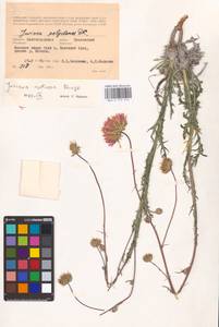 Jurinea cretacea Bunge, Eastern Europe, Lower Volga region (E9) (Russia)